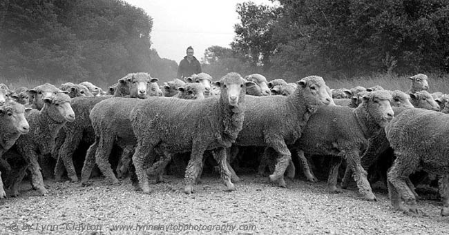 Merino Fine Wool Sheep